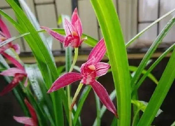植物浇水|建兰多长时间浇一次水