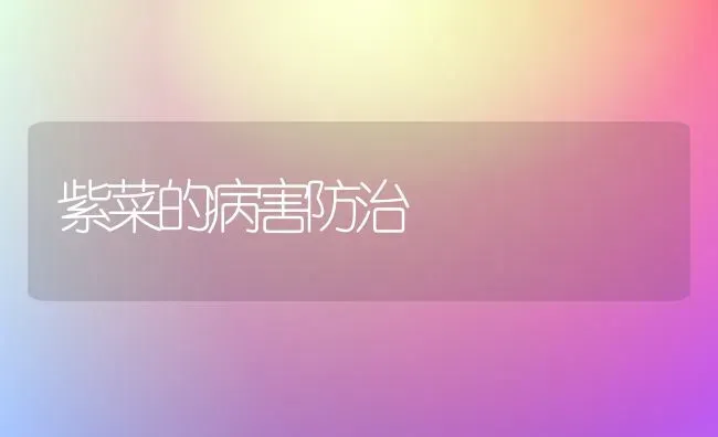 紫菜的病害防治 | 蔬菜种植