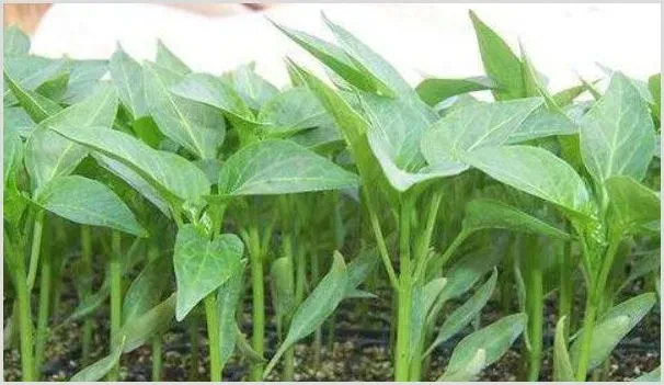 辣椒苗不分叉怎么回事 | 种植技术