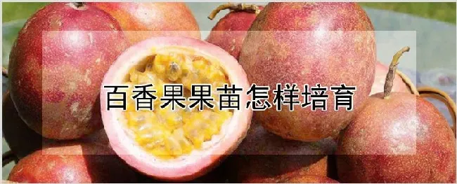 百香果果苗怎样培育 | 养殖技术