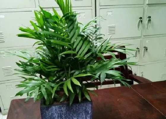 植物繁殖|袖珍椰子怎么繁殖方法和注意事项