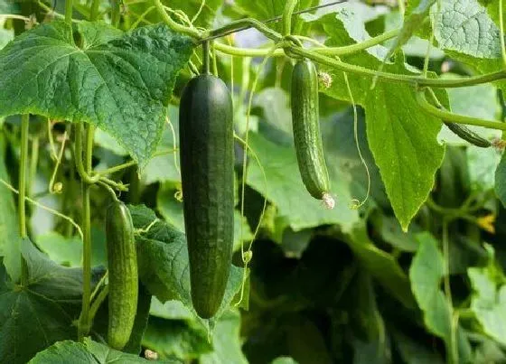 植物种类|黄瓜是植物吗 属于葫芦科黄瓜属的草本植物