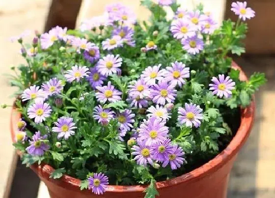 夏天植物|千头菊怎么度夏安全