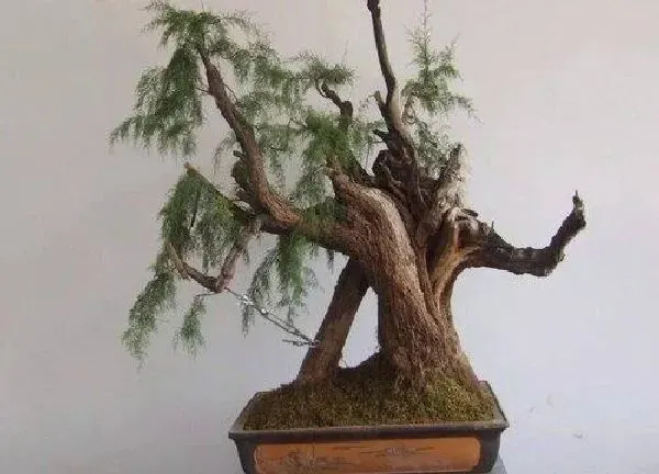 盆景|柽柳盆景养护方法和注意事项