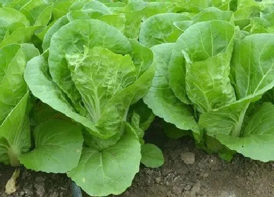 植物育苗|小白菜几天出苗 从种子变成小苗需要多少天