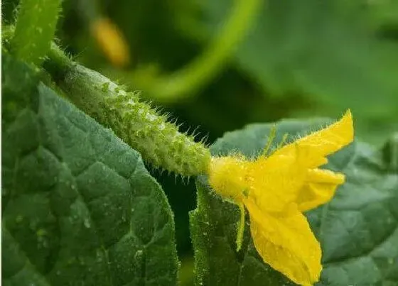 植物种类|黄瓜是植物吗 属于葫芦科黄瓜属的草本植物