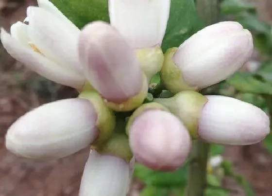 花期|香橼一年开几次花