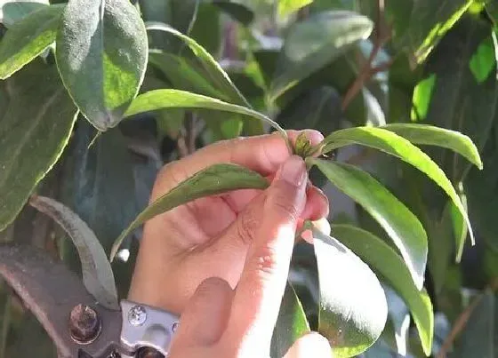 植物修剪|茶花什么时候剪枝合适