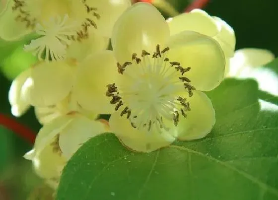 种植长叶|猕猴桃是先开花后长叶吗