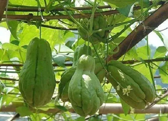 果实科普|佛手瓜一年四季都有吗 什么季节种佛手瓜最好