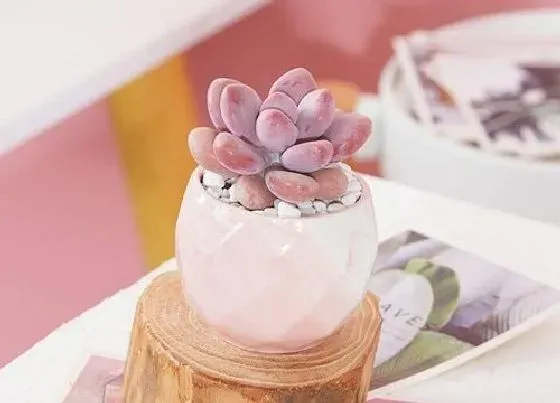 冬天植物|桃蛋冬天怕冷吗 冬天最低多少度能过冬