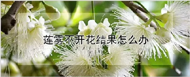 莲雾不开花结果怎么办 | 农业科普