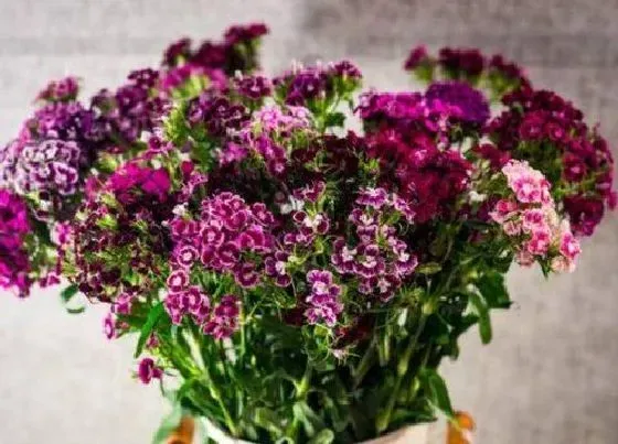 花卉百科|代表想念的花