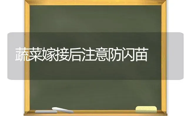 蔬菜嫁接后注意防闪苗 | 蔬菜种植