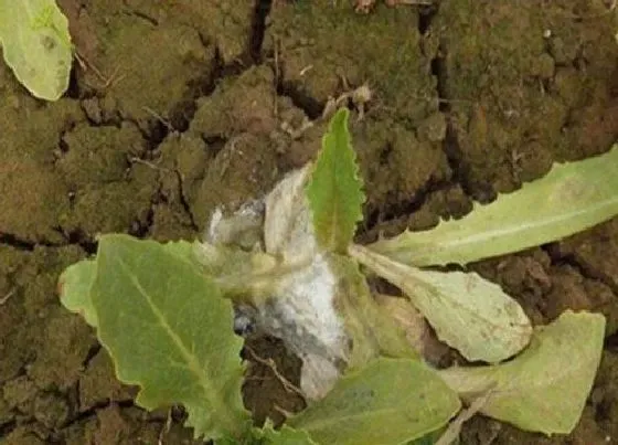 植物虫害|油麦菜病虫害防治技术与方法