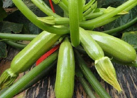 果实成熟|葫芦多久成熟 从坐果到成熟要多少天