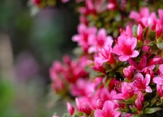 开花时间|杜鹃花什么季节开花 一般在几月份会开花