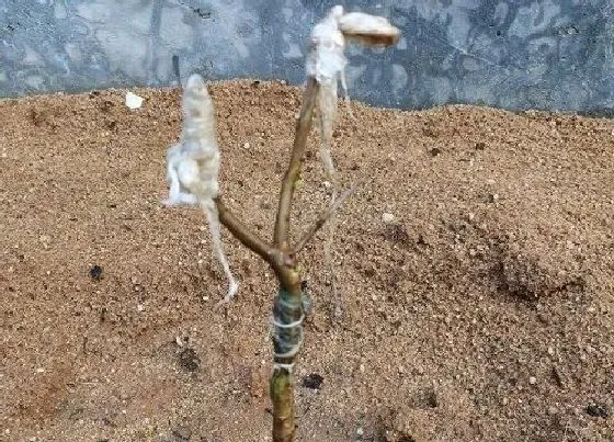 种植管理|番石榴嫁接几年结果
