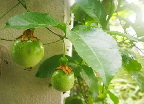 植物施肥|百香果浇什么肥最好