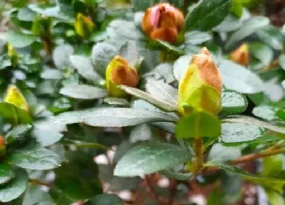 春天植物|杜鹃花春天开花吗