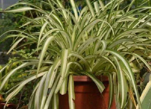 养殖方法|金心吊兰怎么水养 水养方法和注意事项