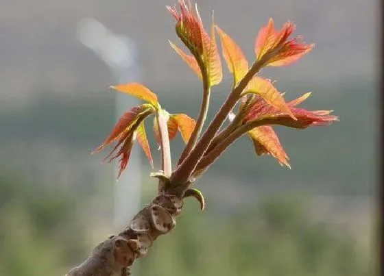 阳台摆放|阳台种植香椿的时间和方法