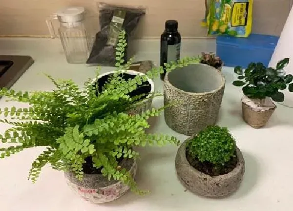 植物浇水|鸟巢蕨多长时间浇一次水