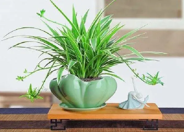 植物浇水|金边吊兰多长时间浇一次水