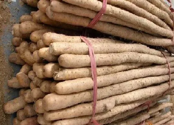 果实成熟|铁棍山药几月份成熟上市