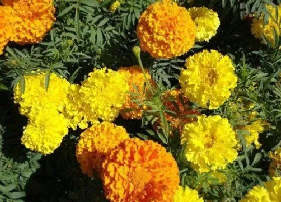 植物虫害|万寿菊病虫害防治技术与方法措施