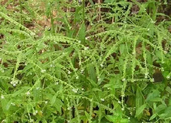 植物百科|鼠见愁是什么植物 属于什么科植物