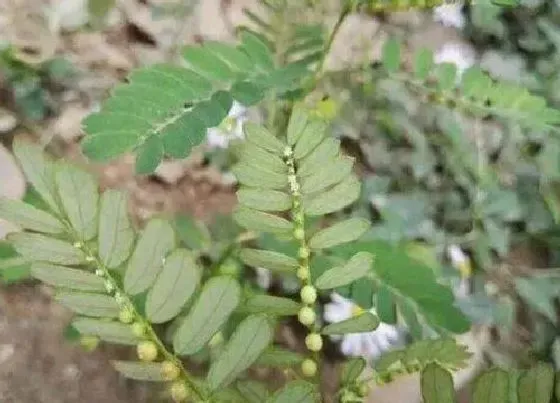 功效常识|腋下珠草有什么作用