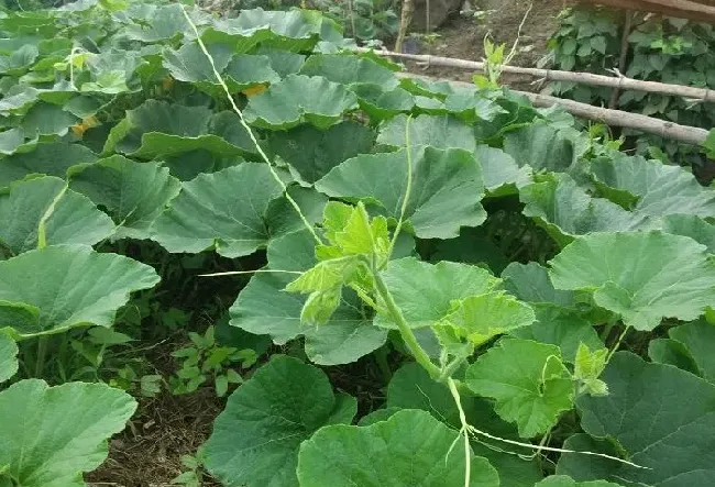 功效常识|南瓜须的功效与作用及食用方法