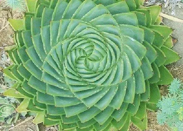 盆景|芦荟怎么修剪变老桩 芦荟老桩怎么处理好看