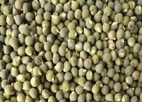 食用须知|秋葵种子可以吃吗