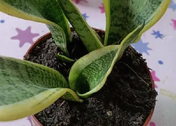 植物浇水|虎皮兰换盆后要浇水吗