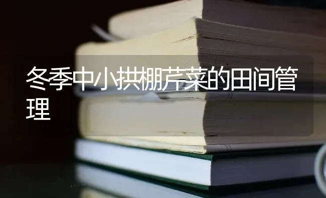冬季中小拱棚芹菜的田间管理 | 蔬菜种植