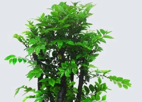 盆景|小叶紫檀盆栽种植方法