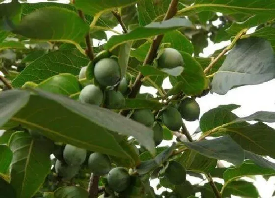 种植管理|黑枣几年结果实 开花结果时间