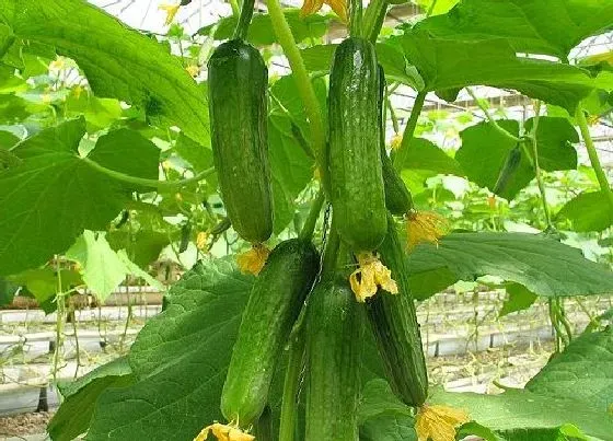 植物种类|黄瓜是植物吗 属于葫芦科黄瓜属的草本植物