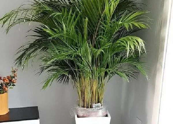 植物移栽|散尾葵上盆时间与养护方法