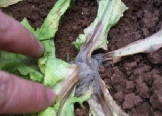 植物虫害|油麦菜病虫害防治技术与方法