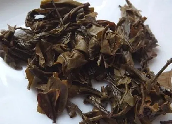 植物浇水|茶叶浇花的正确方法 浇花注意事项
