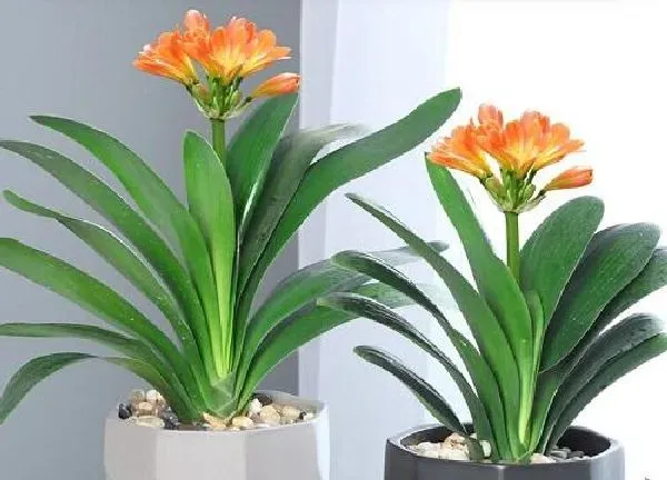 植物浇水|君子兰夏天多久浇一次水