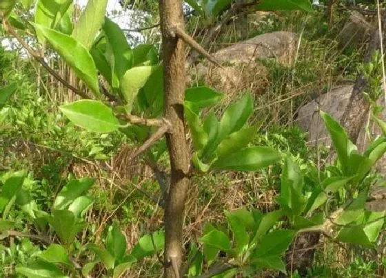 植物种类|柘树是什么树 长什么样子