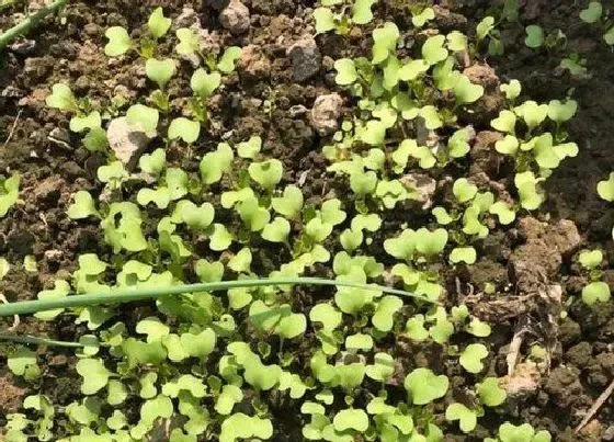 植物育苗|小白菜几天出苗 从种子变成小苗需要多少天