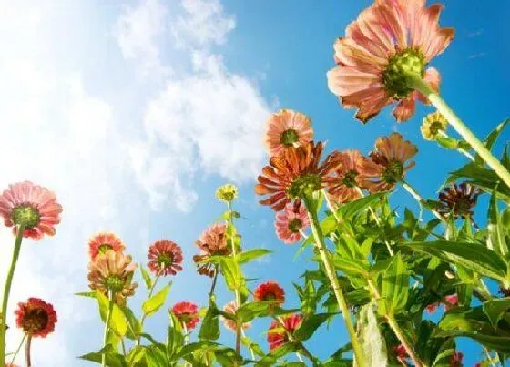 花卉百科|九月开的花有哪些图片 什么花是九月份开的