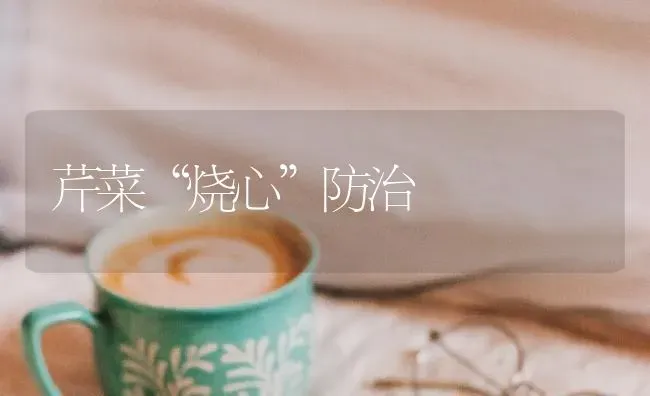 芹菜“烧心”防治 | 蔬菜种植