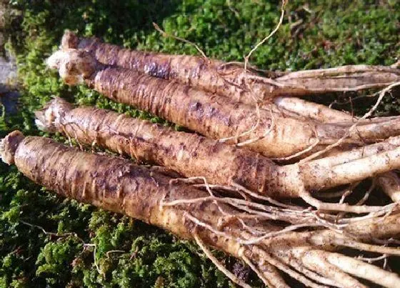 种植管理|人参几月份种植合适