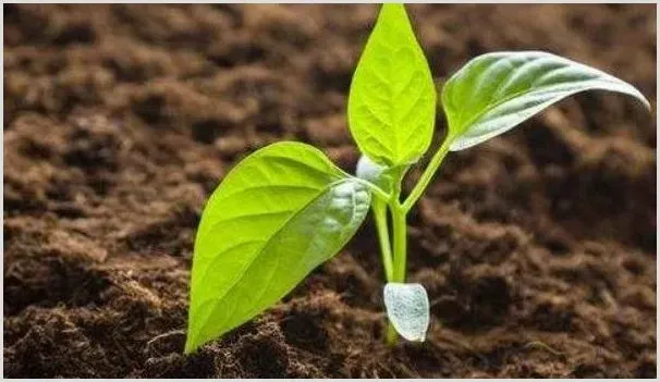 辣椒苗不分叉怎么回事 | 种植技术